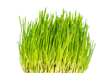 green grass isolated on white