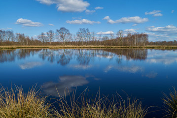 leafless trees and vivid blue sky with white clouds reflect in water of the pond Kleine Angelkuhle in the moorlands of the municipality Ovelgönne, district Wesermarsch (Germany) on a sunny spring day