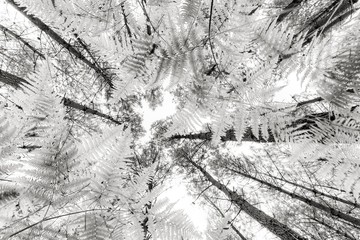 arbres givrés ou gelés