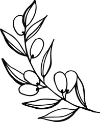 Olive branche and fruits for Italian cuisine design or extra virgin oil food or cosmetic product packaging wrapper. Hand drawn single Illustration in vector.