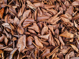 Autumn Brown dry leaves on the ground in the forest.