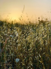 field of wheat