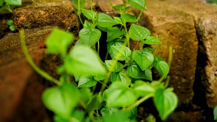 wild plants grow in crevices of mossy rocks