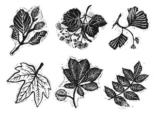 Linocut stamps of beech, linden, ginkgo, sycamore, chestnut, ash. 
Vector illustration of beech, linden, ginkgo, sycamore, chestnut, ash.