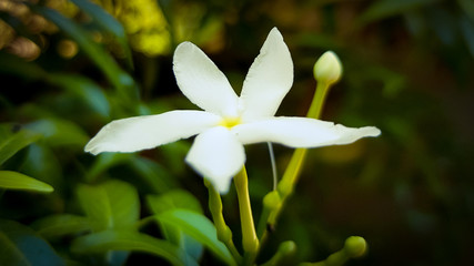 Beautiful jasmine in the garden