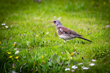 snowbird on the green spring grass (Turdus pilaris)