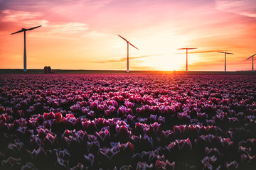 Tulip Field And Windmills In Netherlands At Sunset