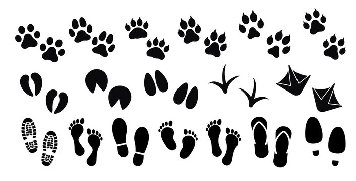 Dog ,cat and human paw print vector icon