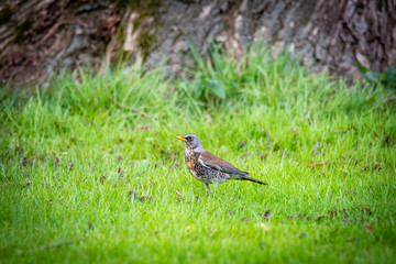 snowbird on the green spring grass (Turdus pilaris)