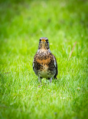snowbird on the green spring grass (Turdus pilaris)