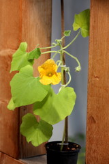 Gelbe Blüte vom Zierkürbis mit grünen Blättern