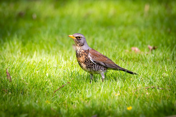 snowbird on the green spring grass (Turdus pilaris)