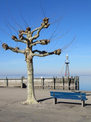 Baum-Traum