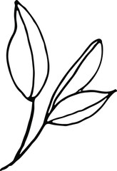 Cute hand drawn single leaf of realistic olive tree plant. Traditional hand drawn spring flowers in ink style.