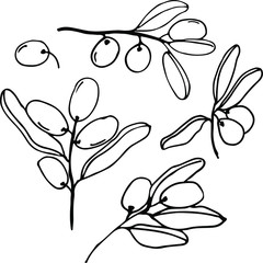 Olives set of elements with olive branches and fruits for Italian, greek or turkish cuisine design or extra virgin oil food or cosmetic product packaging wrapper. Hand drawn Illustration in vector.