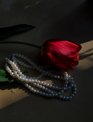 A red tulip with a green leaf lies on a table near a pearl necklace. Dark still life. The sun's rays fall on a flower and pearl jewelry
