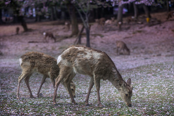 Deers at Nara park during a sunny day in the cherry blossom season, Japan
