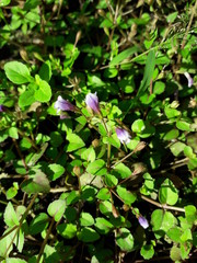 green leaves in the garden