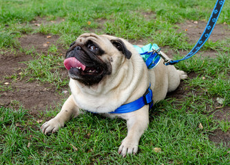 Wroclaw, Poland -  September 8 2019: Dog  parade Hau are you?: Pug dog is tired and thirsty. Pug lay on the grass after  long walk.