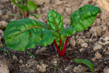 Young Organic Red Swiss Chard