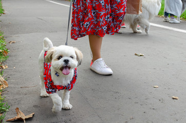Wroclaw, Poland -  September 8 2019: Dog  parade Hau are you? Maltese lapdog is walking on a leash...