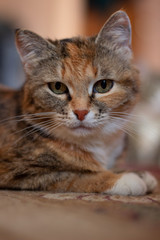 Portrait of a cat with a three-color color.