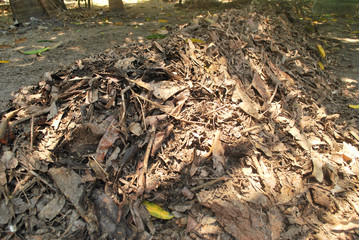 Organic fertilizer from the leaves to ferment themselves.Natural dry leaves that have fallen by themselves.;