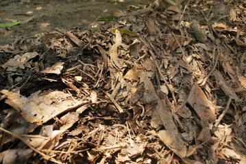 Organic fertilizer from the leaves to ferment themselves.Natural dry leaves that have fallen by themselves.;