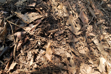 Organic fertilizer from the leaves to ferment themselves.Natural dry leaves that have fallen by themselves.;