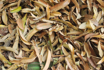 Organic fertilizer from the leaves to ferment themselves.Natural dry leaves that have fallen by themselves.;