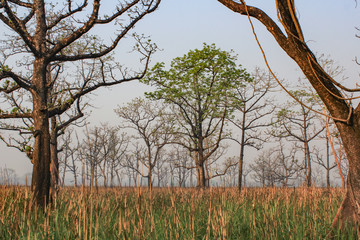 sunset at Chitwan national park