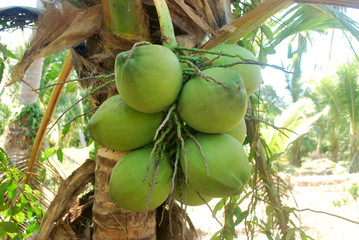 Coconut plantation, nectar, planted in the tropics, exported to foreign countries.