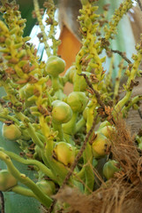 Coconut plantation, nectar, planted in the tropics, exported to foreign countries.