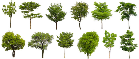 Collection Beautiful Trees Isolated on white background , Suitable for use in architectural design , Decoration work , Used with natural articles both on print and website.