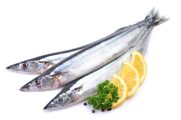 Saury fish on white background