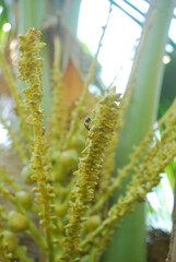 Coconut plantation, nectar, planted in the tropics, exported to foreign countries.