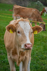 Beautiful swiss cows. Alpine meadows. Mountains.