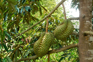 The cultivation of Mon Thong durian in tropical Thailand.