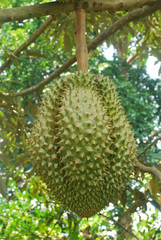 Naklejka na ściany i meble The cultivation of Mon Thong durian in tropical Thailand.