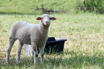 White lamb standing in grass field on the farm