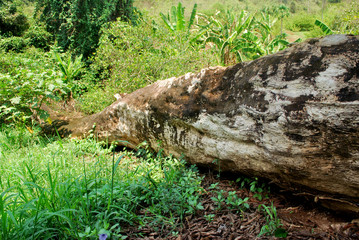 The dead tree itself died naturally falling in the forest.