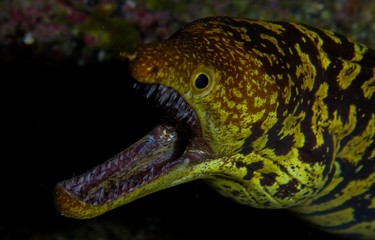 Moray 'Picopato'