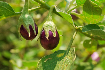 Purple eggplant that is grown in the tropics.