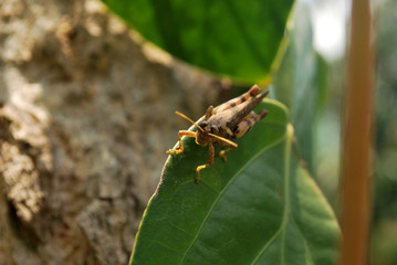 Grasshoppers are foods that are high in protein.