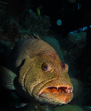 Grouper after war