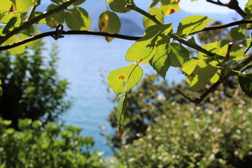 green plants at comer see