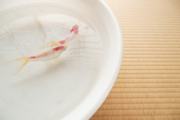 追いかける紅白の金魚