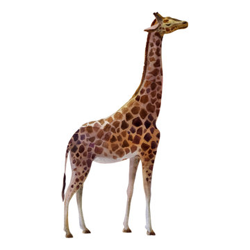 Watercolor illustration. Giraffe standing on the side.