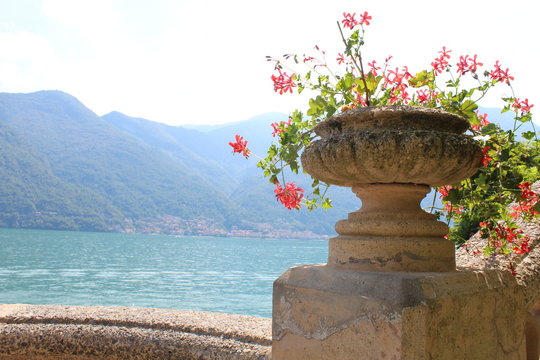 flowers at comer see
