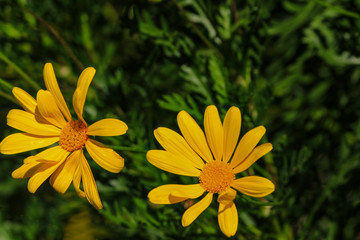 Japanese or Mexican sunflower in bright yellow color with dark background. A weed grows quickly and improve soil fertility for farmers